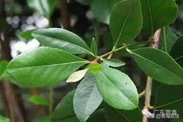 毒贩在蛇体内藏毒,毒贩在牛身上藏毒