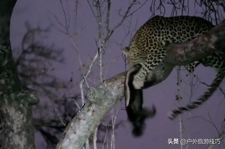 平头哥蜜獾目前存活数量,平头哥蜜獾能养吗