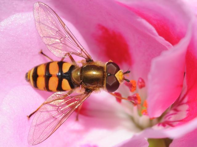 瓢虫害虫和益虫的区别图,益虫害虫有哪些视频