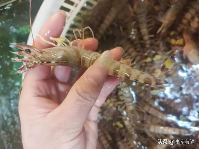 海鲜市场里你不知道的猫腻,三亚海鲜市场加工有猫腻吗