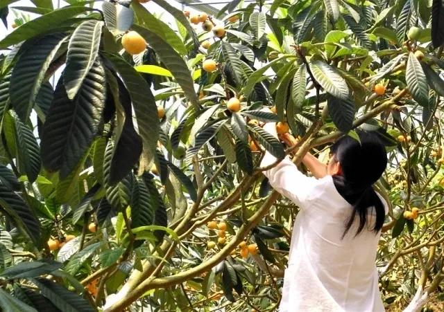 开阳最好吃的枇杷,皮薄多汁的枇杷