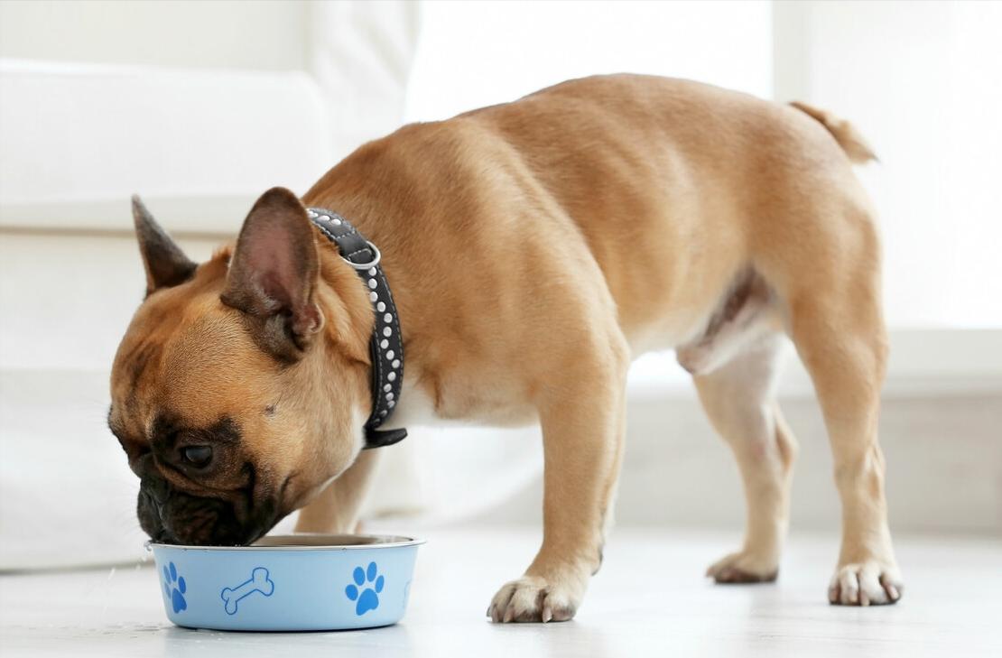 狗狗换狗粮需要注意什么,狗狗换粮需要注意什么