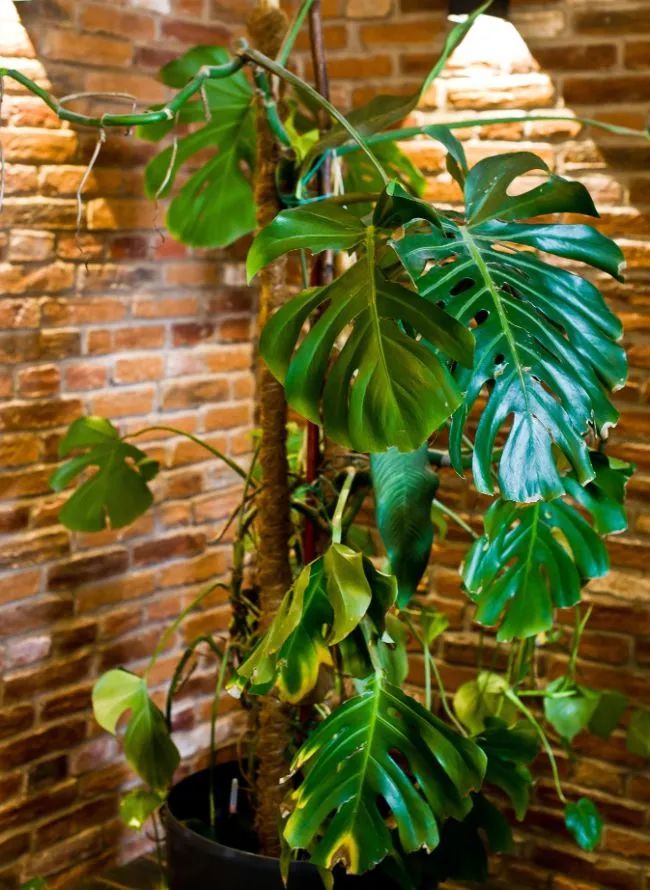 龟背竹叶子发黄的原因和解决方法,龟背竹叶子发黄怎么办水培