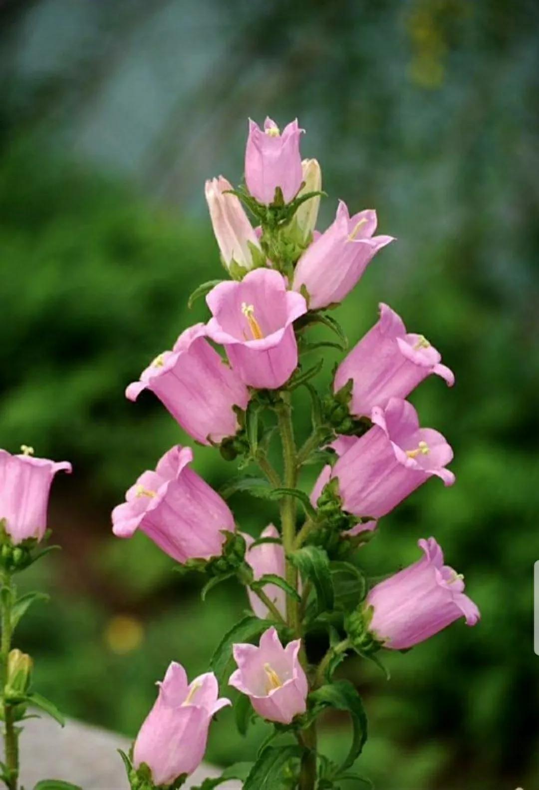 铃儿响叮当双音和弦五线谱,铃儿响叮当三级长笛