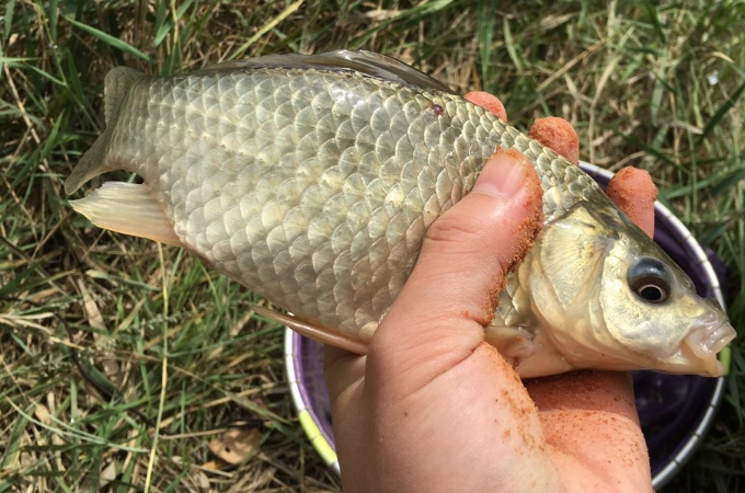 蚯蚓钓鱼需要把蚯蚓截断么,蚯蚓钓鱼要露钩尖吗