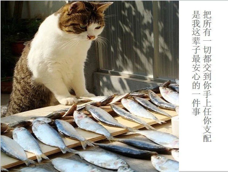 我只想说声爱你,只想再爱你一次