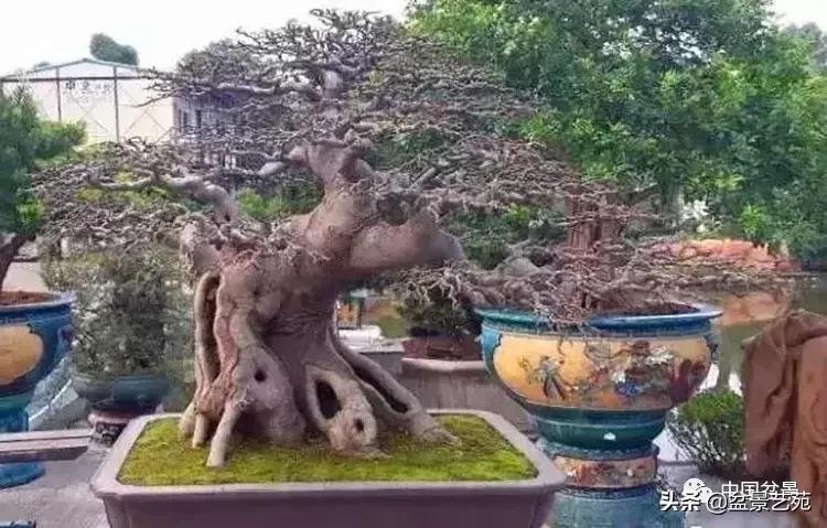 最简单的金奖盆景,金奖榆树盆景制作