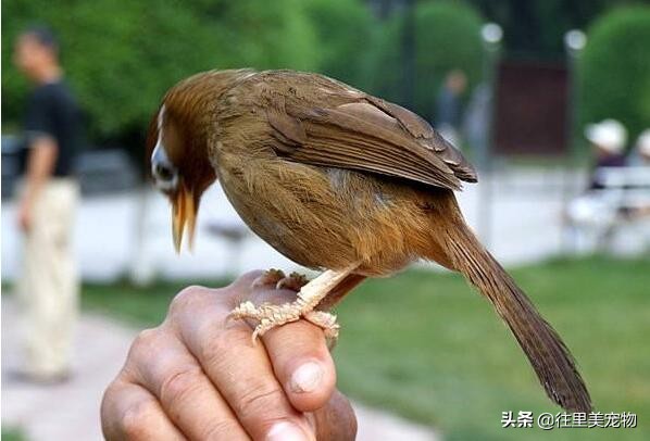 怎么在鸟市中挑选一只好的画眉鸟,画眉鸟清脆鸣声