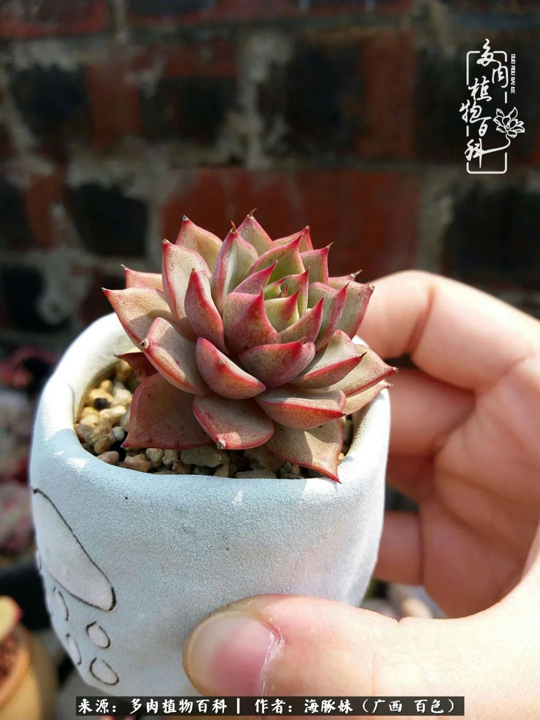 七月的雨,八月的风,多肉植物,我还是喜欢你