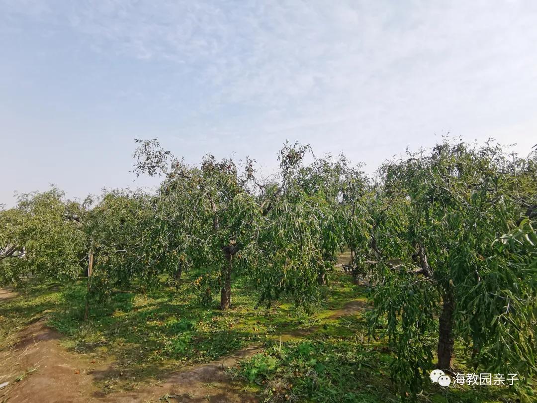 秋日好时光冬枣采摘,带着愉悦的心情踏上了冬枣采摘园