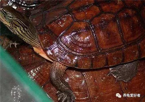 中华花龟年龄怎么看,中华花龟怎么知道有蛋