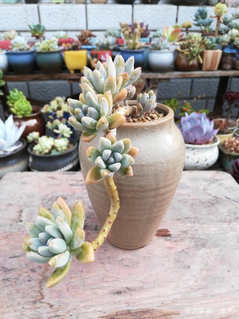 这才是多肉夏天该有的样子,多肉短期内颜值最高的时刻