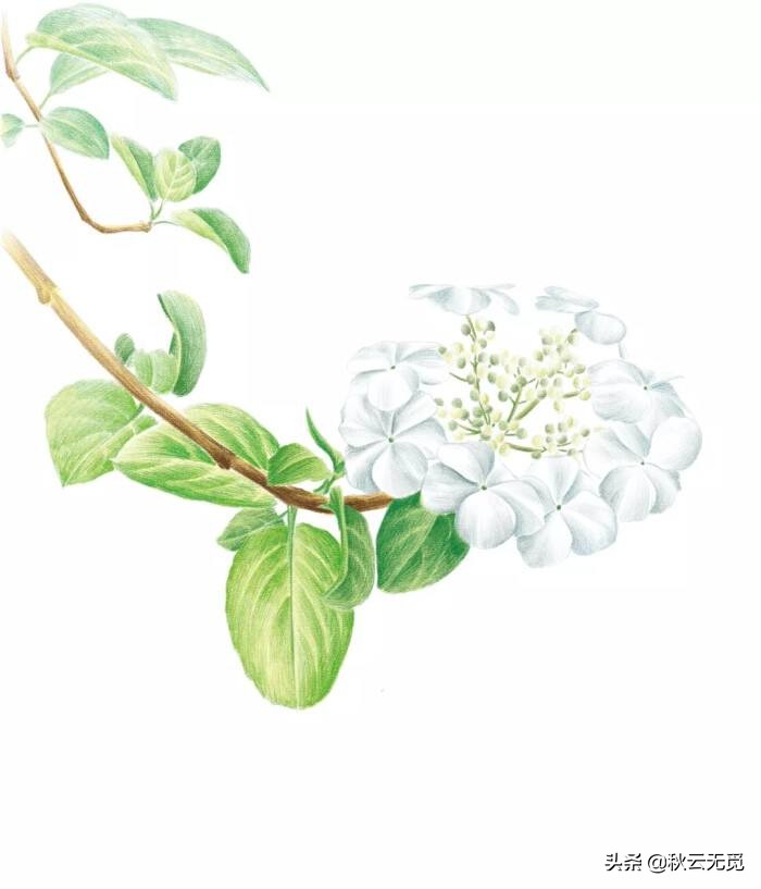 关于琼花的诗句25首