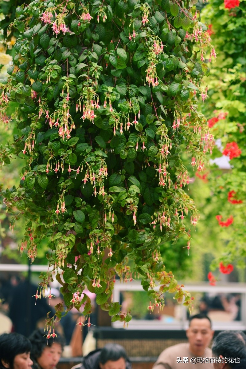 园丁金挂有排期吗,吊钟海棠怎么养护
