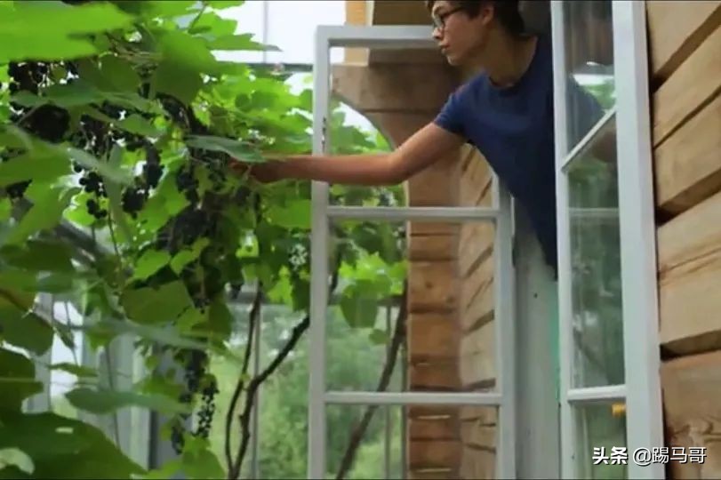 appletv出品的电影,appletv出品