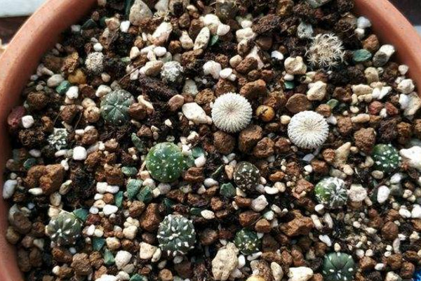 多肉用有机土好还是颗粒土好,夏天多肉用颗粒土还是营养土