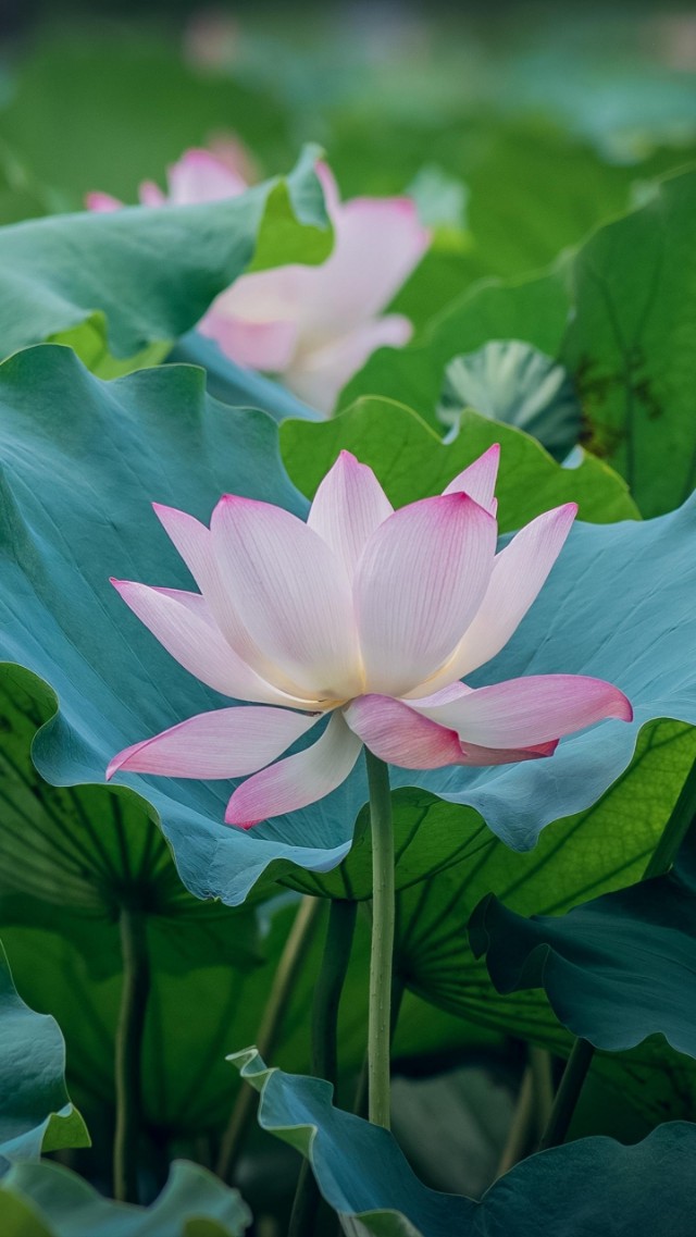 谷雨节气的介绍和谷雨古诗词,二十四节气关于谷雨的诗句并赏析