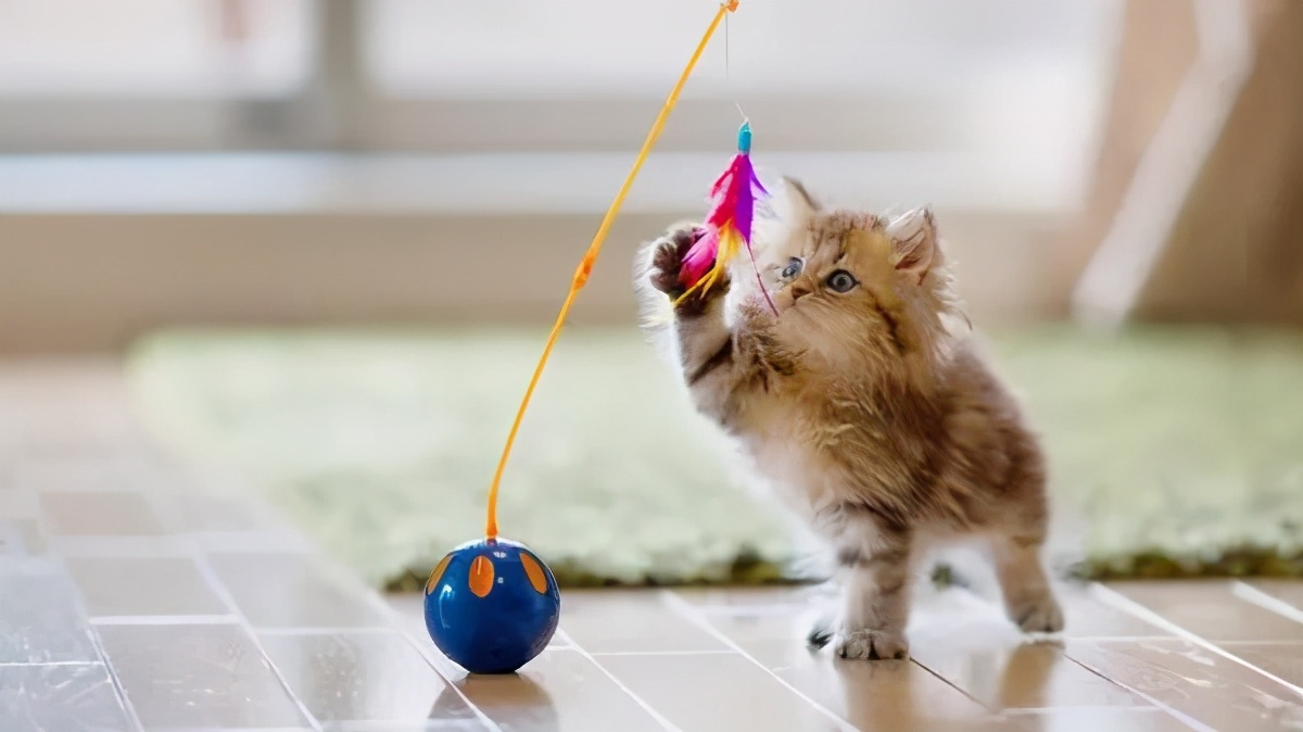 猫咪的爪垫干裂是怎么回事,猫咪的肉垫子怎么才算干裂