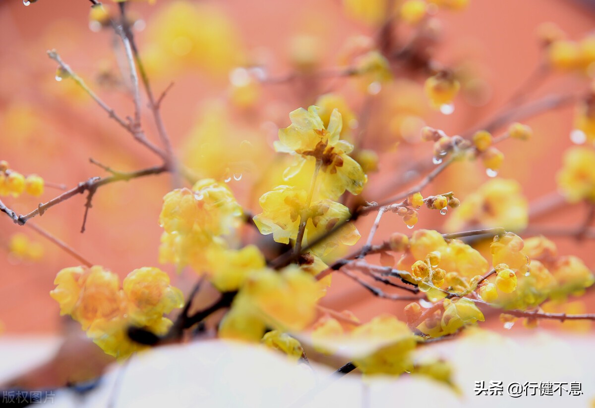 王安石最著名的十首诗赏析,精选王安石最有名的十首诗