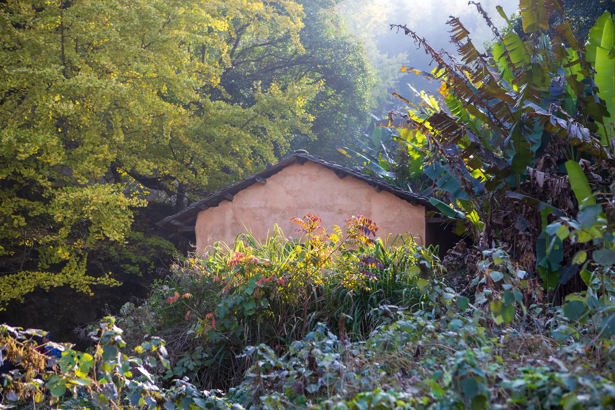 高岭古村银杏,高岭乡高岭村