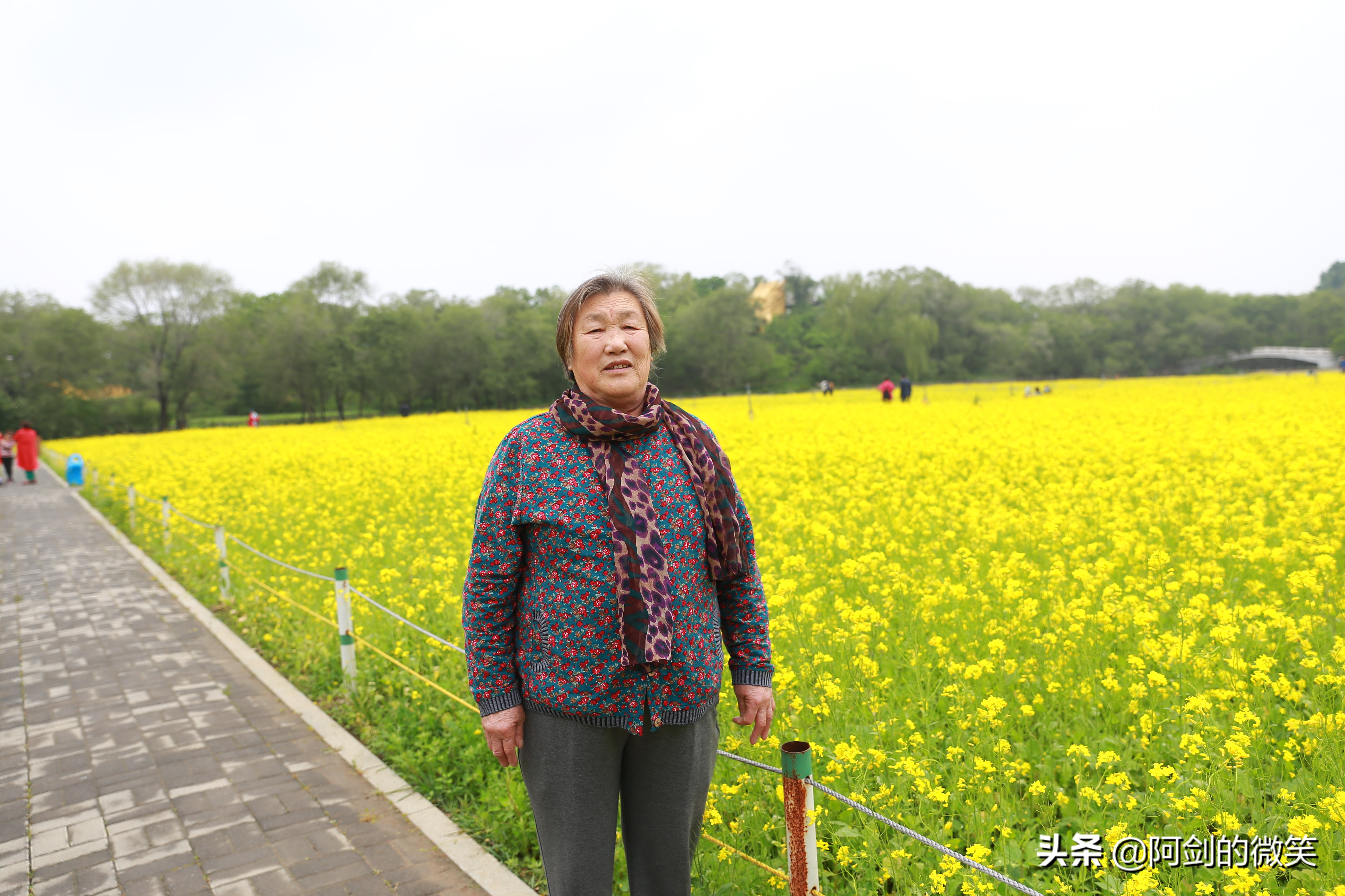 沈阳十一假期哪里有花海,沈阳玫瑰小镇温泉花海两日游
