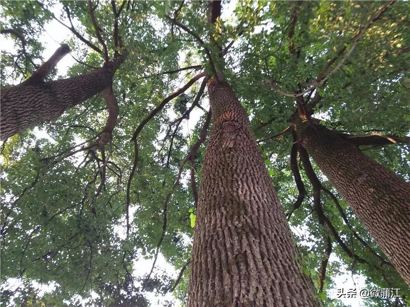 蒲江县复兴小学,蒲江复兴小学合唱