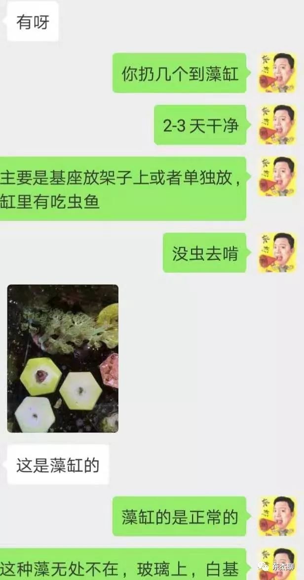 海水鱼缸除藻,海水鱼缸的开缸及爆藻步骤