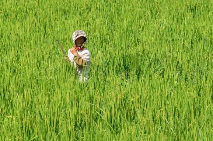 朝鲜农村媳妇，小买卖赚钱，家里买米买面穿衣做饭，一样也拉不下