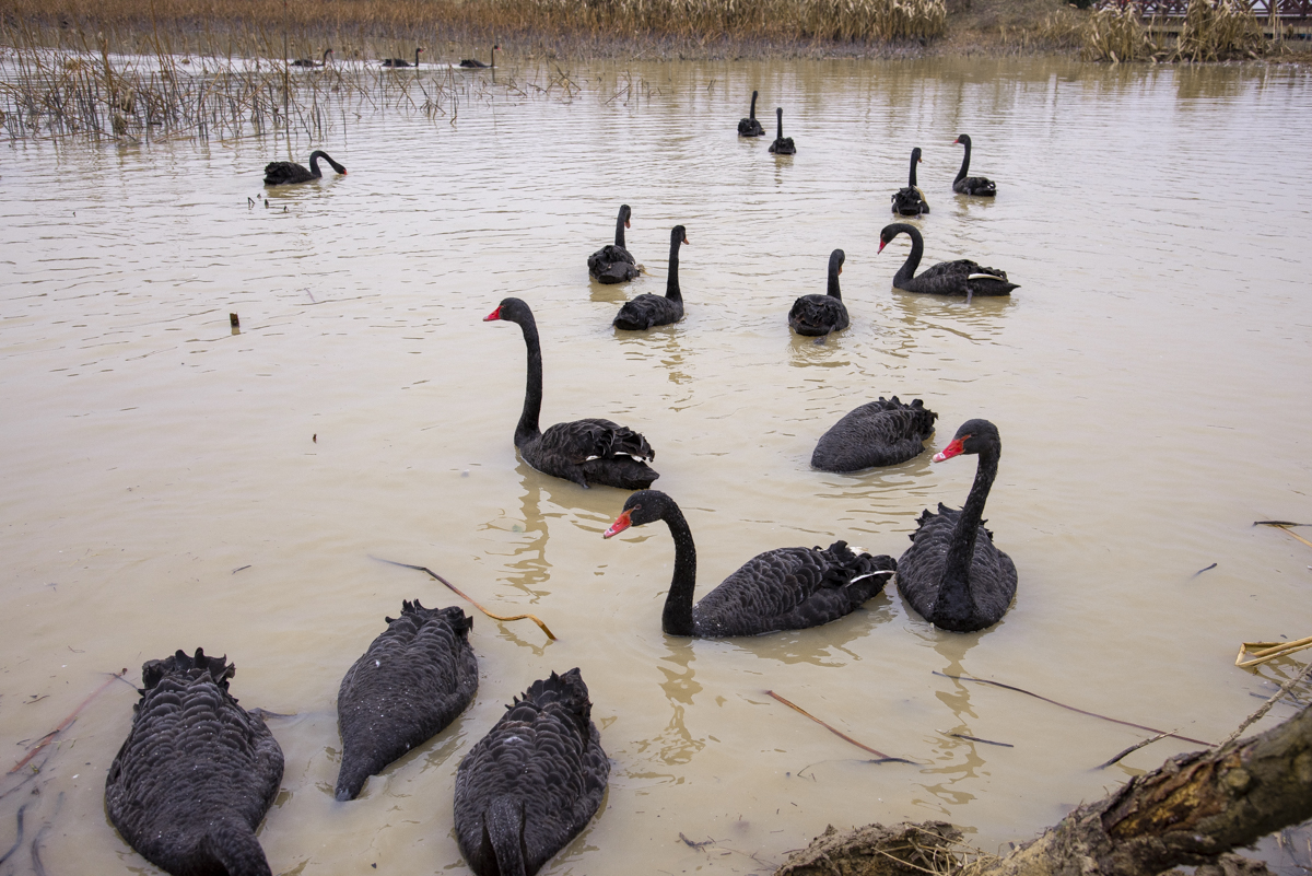 洋湖国家湿地公园,洋沙湖国家湿地公园马鞭草