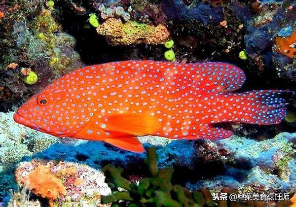 名贵海鲜干货有哪些品种,名贵海鲜水产品种类