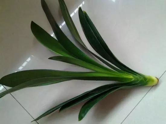 如何栽君子兰才可以不烂根,君子兰根全烂了怎么救君子兰