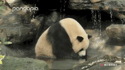 鍥藉疂缇庣櫧,鍥藉疂鐢ㄧ殑缇庣櫧闈㈣啘