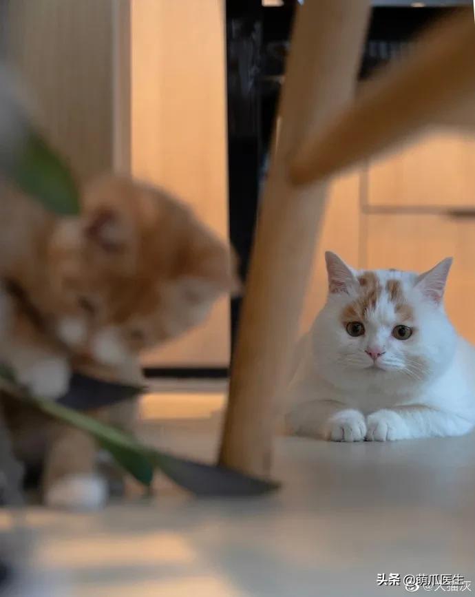 全网最委屈的猫主子,全网最委屈的小奶猫