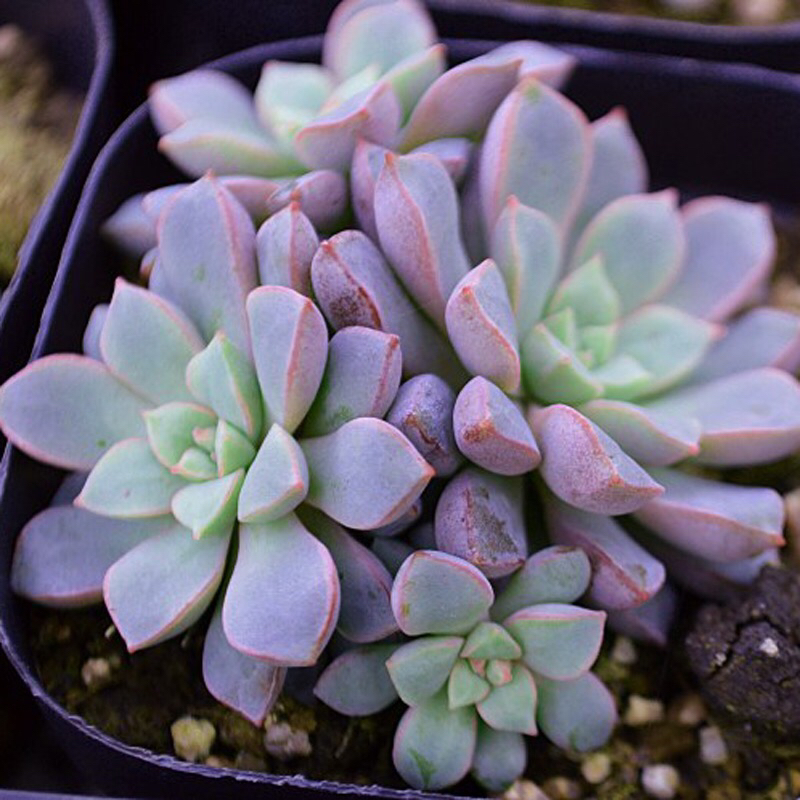 多肉掉叶子怎么挽救,多肉掉叶子补救方法