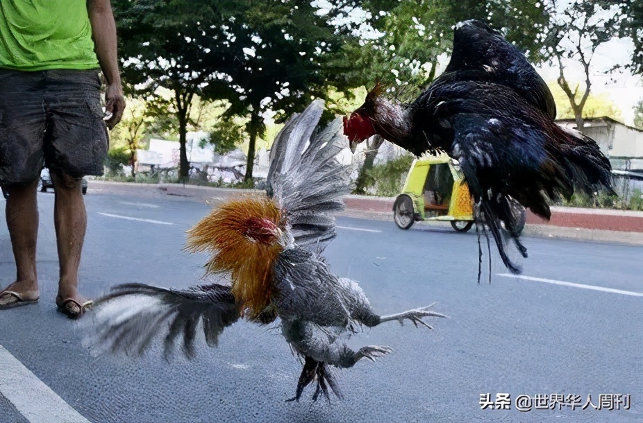 菲律宾斗鸡失误死亡,菲律宾斗鸡带刀杀死主人