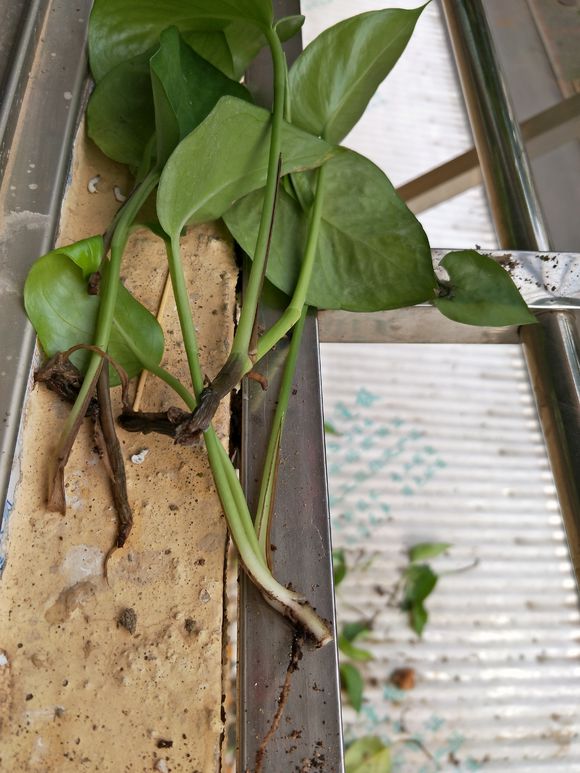 不会养绿萝怎么办,不会养花的看这8种花