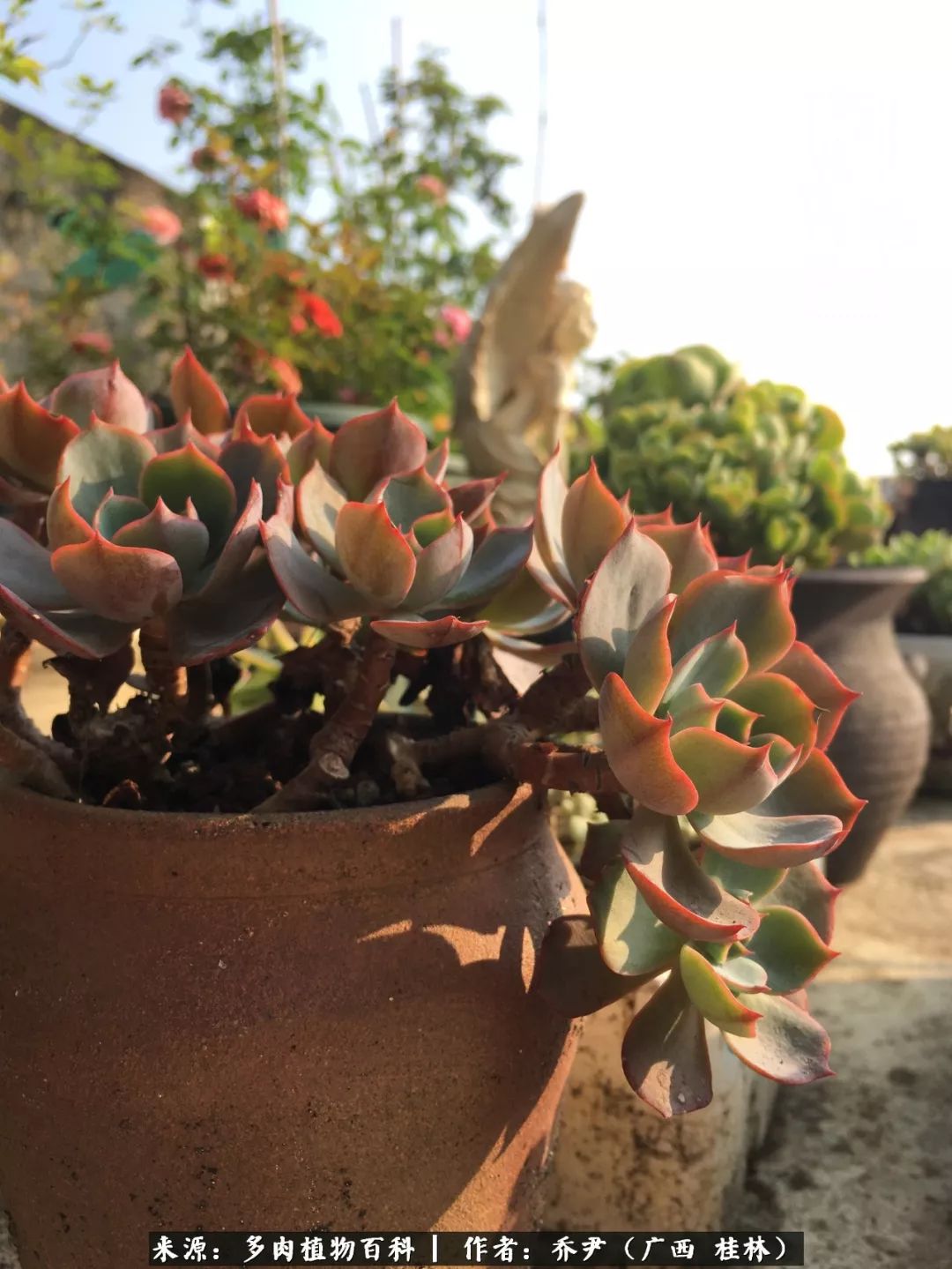 听到秋天的声音,听到了秋天的声音