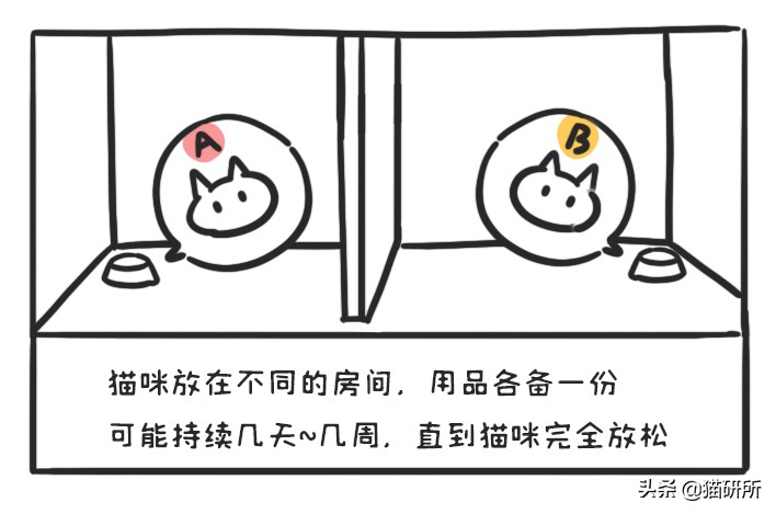 多猫家庭打架,多猫家庭遇到猫咪打架该怎么办