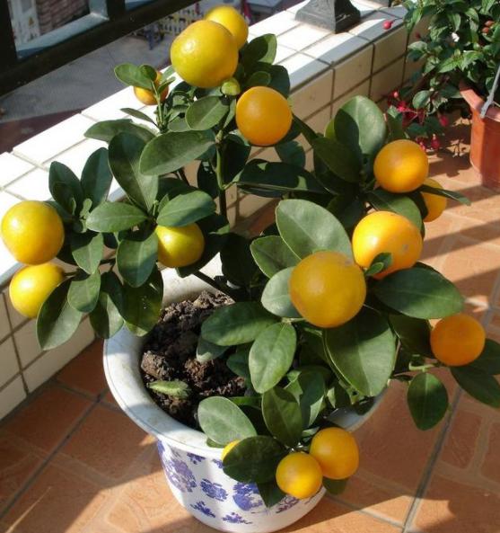 橘子树长得旺开花不坐果怎么办,盆栽橘子树的技巧和方法