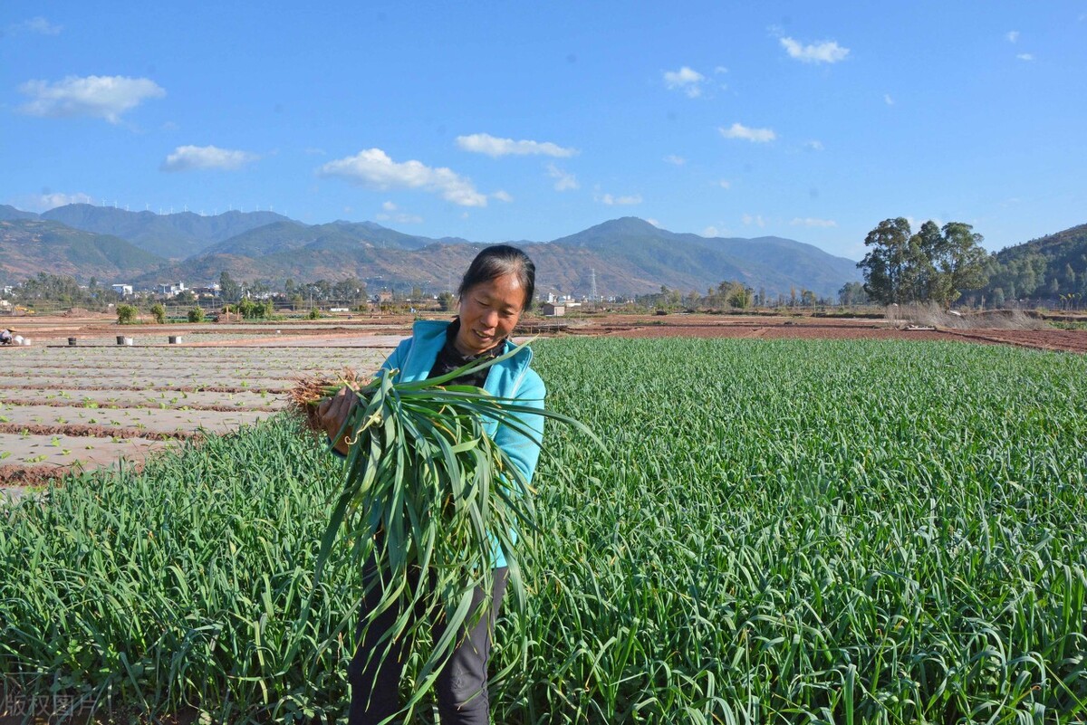 大蒜最佳采摘时间,大蒜最容易的采收法