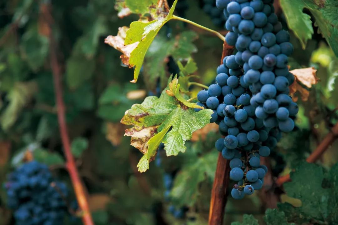 1300棵葡萄树被砍,砍掉1500亩葡萄树后利润