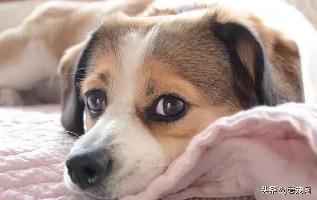 怎么给自己家狗狗找伴侣,怎么给自家狗狗找配偶