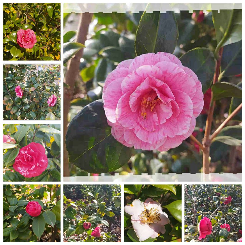 楚雄哪里山上野山茶花多,楚雄彝山茶花