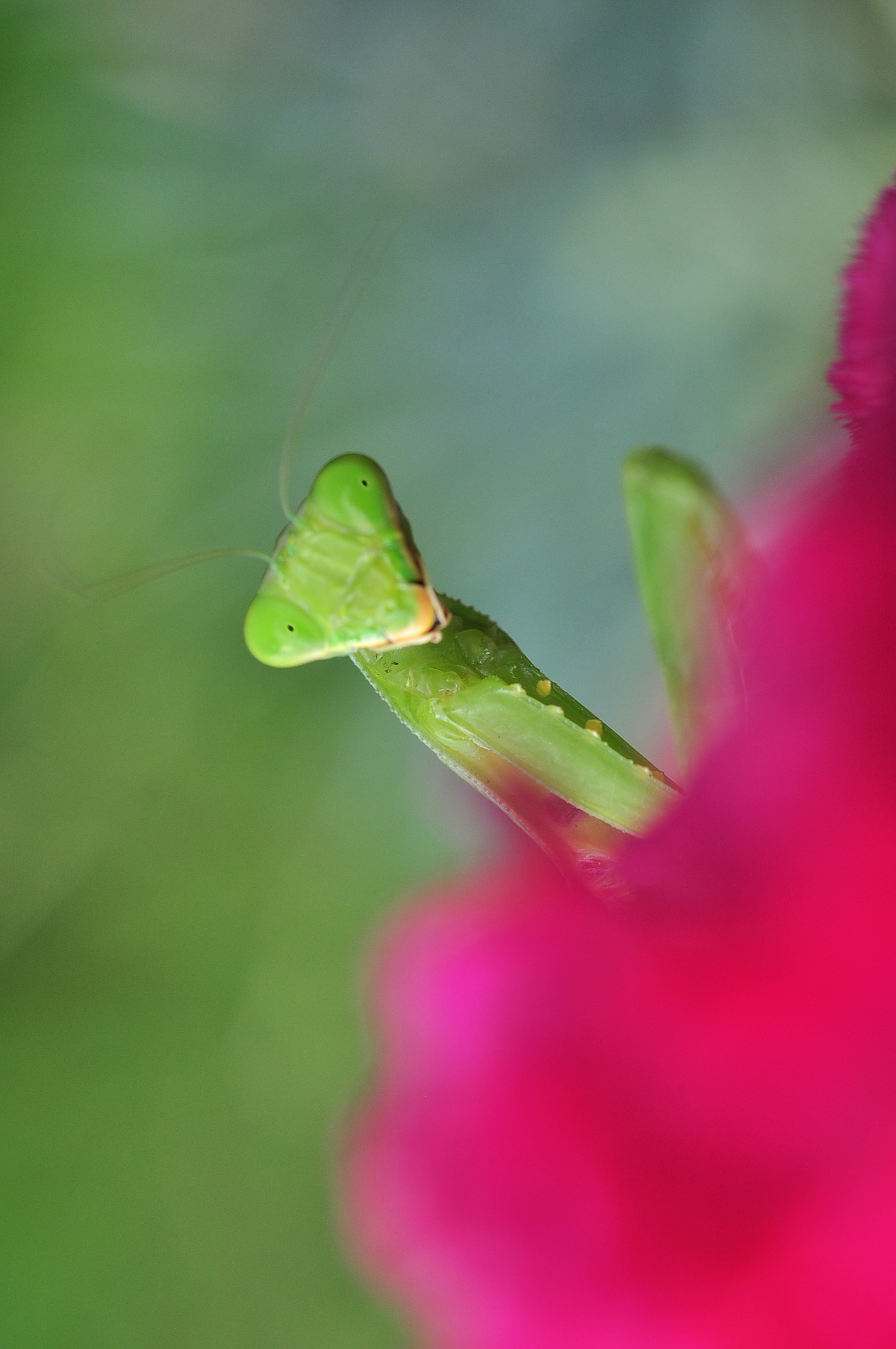 我的情结图片大全,我的思乡情结