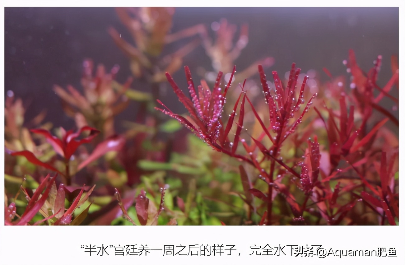 便宜又好养的水草推荐,好养又便宜的水草推荐