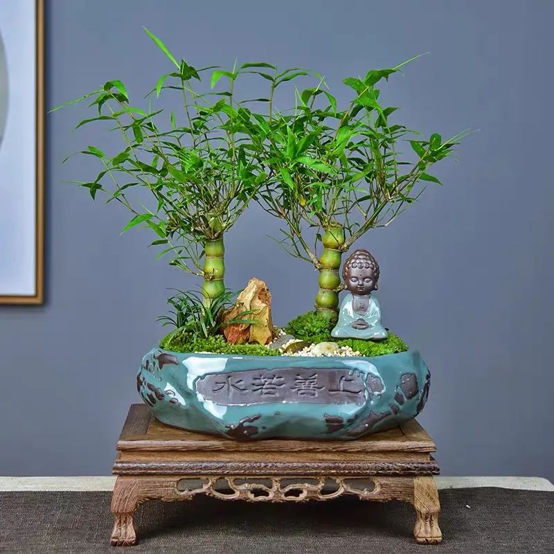 寓意好富贵竹,寓意好的竹子盆栽