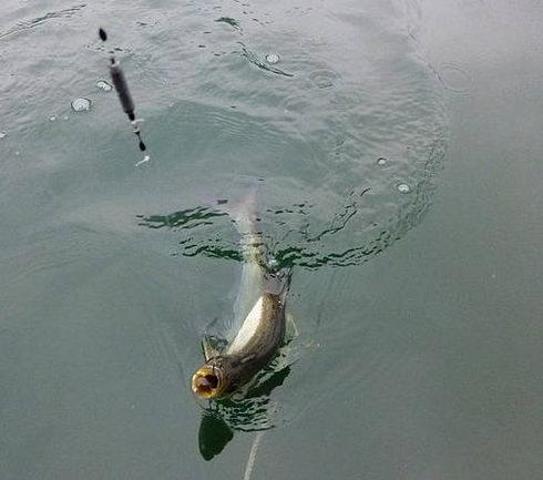 钓翘嘴选择标点,小个体翘嘴路亚用什么饵钓