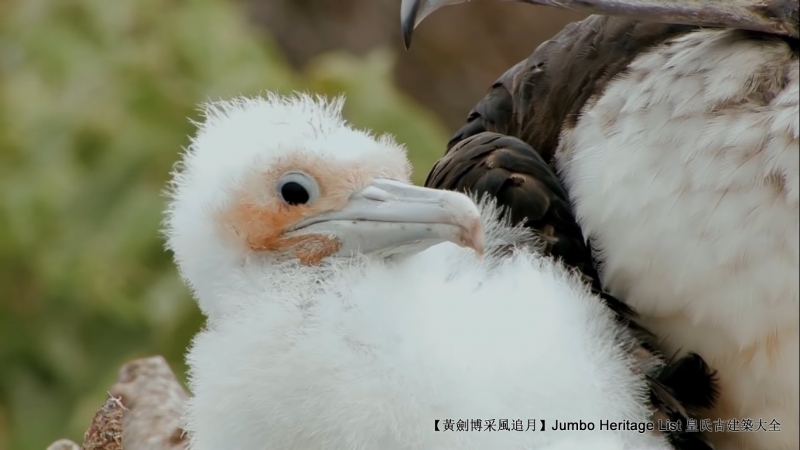 世界上最长寿的象龟多少岁,迄今发现最长寿的龟