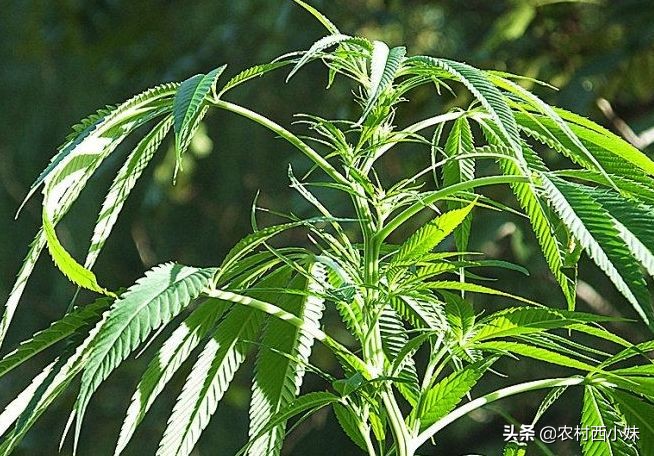 火麻仁的正确采制方法,火麻怎么种植家庭盆栽