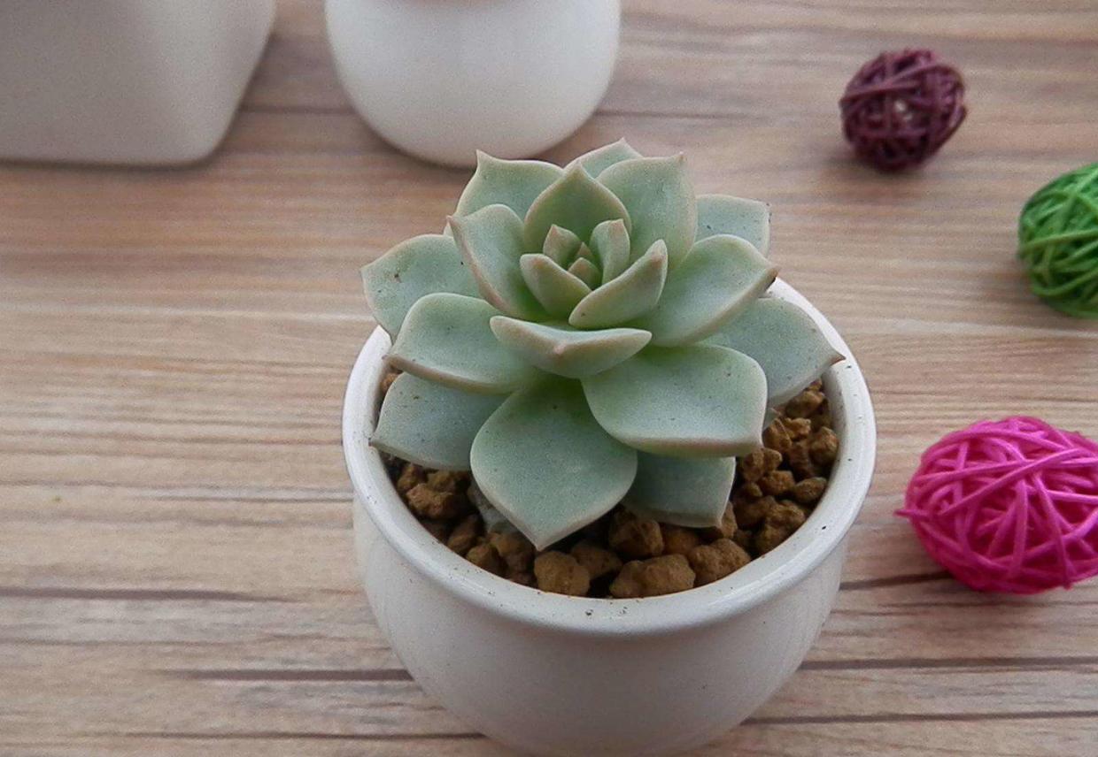 白牡丹最漂亮的多肉,皮实莲花多肉